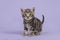 Tabby baby cat kitten walking towards the camera on a lavender purple background