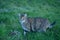 Tabby barn cat hunting in a lush pasture