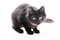 Tabby Black British Shorthair Kitten on white background Cute br