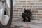 Tabby black cat sitting near car wheel