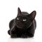 Tabby Black Shorthair Kitten on white background. Cute shorthair kitten