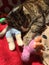 Tabby Boy Cat with Teddy Bear