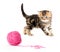 Tabby british kitten playing red clew or ball