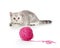 Tabby british kitten playing red clew or ball