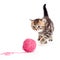 Tabby british kitten playing red clew isolated