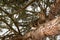 Tabby brown cat climbs a tree, outside