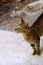 Tabby brown cat, Greece