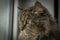 Tabby brown cat with green eyes and big head near window