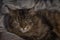 Tabby brown cat in white color covers in bed
