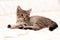 Tabby brown stripped kitten on white blanket on bed at home