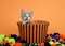 Tabby Calico Kitten Peeking out of Halloween Basket