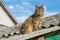 Tabby calm cat sitting on the shiver roof