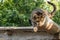 Tabby calm cat sitting on the shiver roof