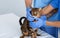 Tabby cat on annual veterinary checkup in animal clinic, closeup of doctors` hands. Space for text