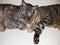 a tabby cat and another tortoiseshell sleeping