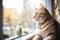 tabby cat basking in sunlight by glass pane