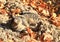 Tabby cat bathing in sand with yellow leaves