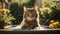 Tabby cat bathing in the sunny garden.