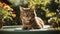 Tabby cat bathing in the sunny garden.