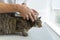 Tabby cat being examinated in her ears by an unrecognizable veterinarian