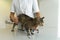 Tabby cat being examinated at her intestines and back by an unrecognizable veterinarian who holds her by her belly