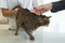Tabby cat being examinated at his intestines and back by an unrecognizable veterinarian, his owner caressing him