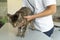 Tabby cat being examinated by an unrecognizable veterinarian with a stethoscope listening to her heart