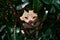 tabby cat with big shiny yellow eyes hides behind green branches gazes intently at the camera