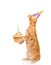 tabby cat in birthday hat holding cake with candles. isolated