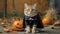 Tabby cat in a black cape posing with a jack-o'-lantern. Feline dressed in a Halloween costume. Concept of holiday