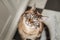 Tabby cat with blue eyes and long whiskers looks at camera with a sweet, happy expression