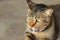 Tabby cat with a blue scarf around its neck sits and gazes outside the house.