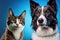 Tabby cat and border collie dog in front of a blue gradient background, AI generated