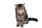 The tabby cat of breed the exotic shorthair sits on a white background. Isolate