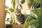 Tabby cat or british cat in city apartment. Domestic cat sits on the windowsill among indoor plants. Lifestyle with pets