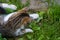 The tabby cat caught a mouse in the garden and plays with it in the grass.