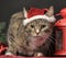 Tabby cat in a Christmas hat