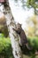 Tabby cat climbing up birch tree