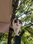 tabby cat climbs the tree