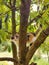 tabby cat climbs the tree