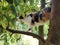 tabby cat climbs the tree