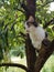 tabby cat climbs the tree