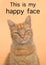 Tabby cat close up with this is my happy face text