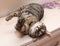 Tabby cat with crazy views lying on cupboard