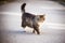 A tabby cat crossing the road