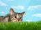 Tabby cat crouched to pounce in tall grass, pupils dilated