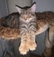 Tabby cat curled up in a comfortable position atop a cat scratching tree, taking a nap