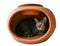 Tabby cat in earthenware jar