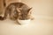 Tabby cat eating canned cat food from white ceramic plate placed