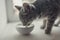 Tabby cat eating canned cat food from white ceramic plate placed